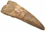 Fossil Spinosaurus Tooth - Real Dinosaur Tooth #230583-1